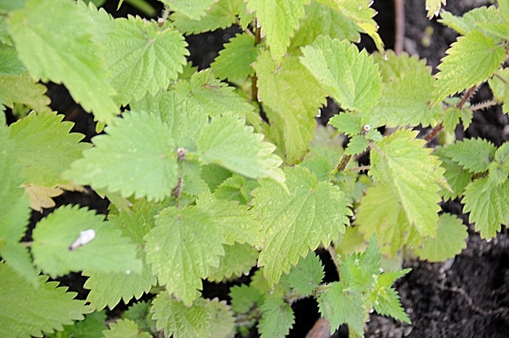 2016-7-25canadaherb 3431_01.JPG