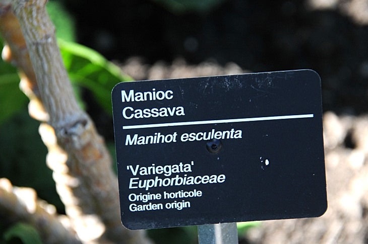 2016-7-25canadaherb 3679_01.JPG