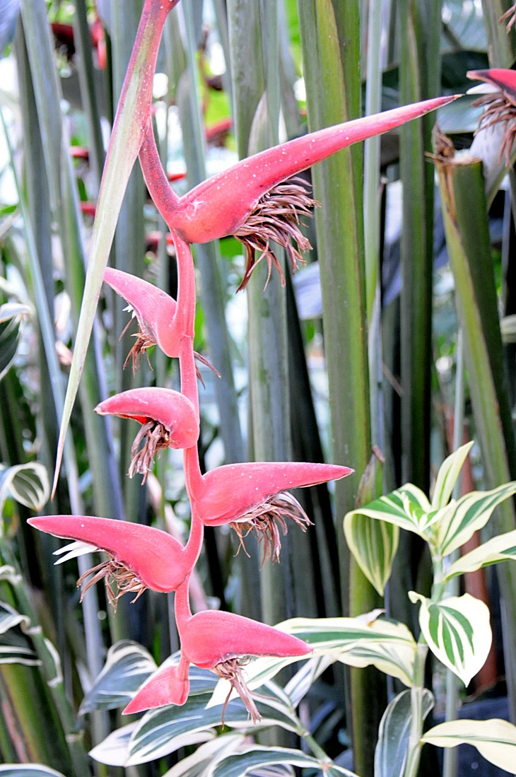 2016-7-25canadaherb 4267_01.JPG