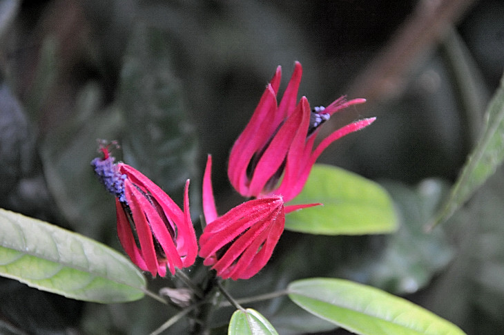 2016-7-25canadaherb 4265_01.JPG
