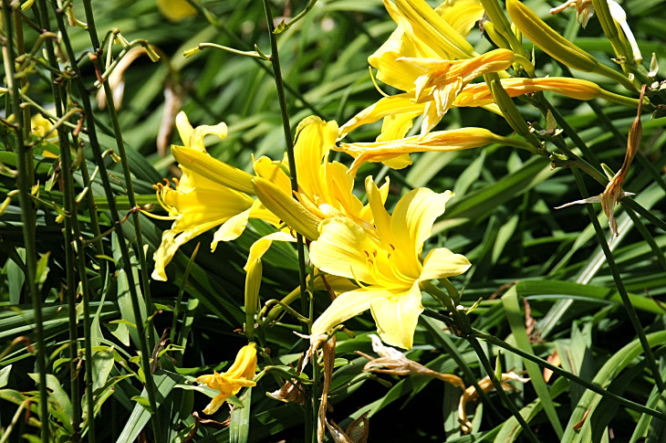 2016-7-25canadaherb 4133_01.JPG