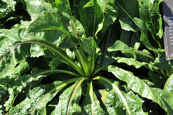 2016-7-25canadaherb 3678_01.JPG