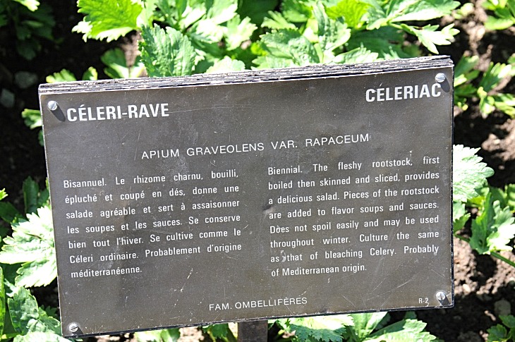 2016-7-25canadaherb 3668_01.JPG
