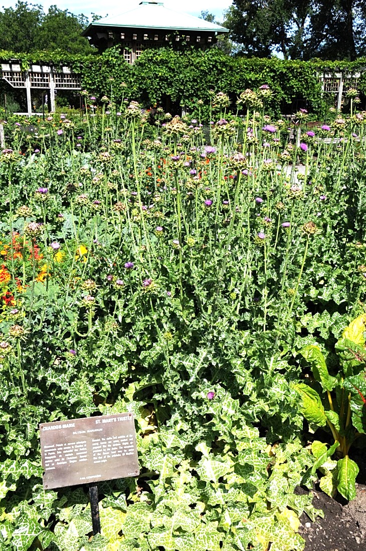 2016-7-25canadaherb 3250_01.JPG
