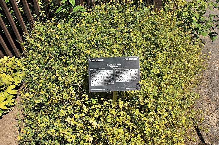 2016-7-25canadaherb 3824_01.JPG