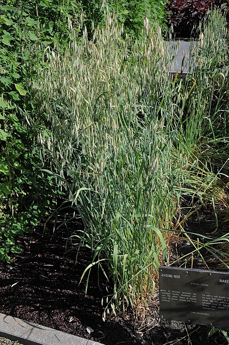 2016-7-25canadaherb 3019_01.JPG