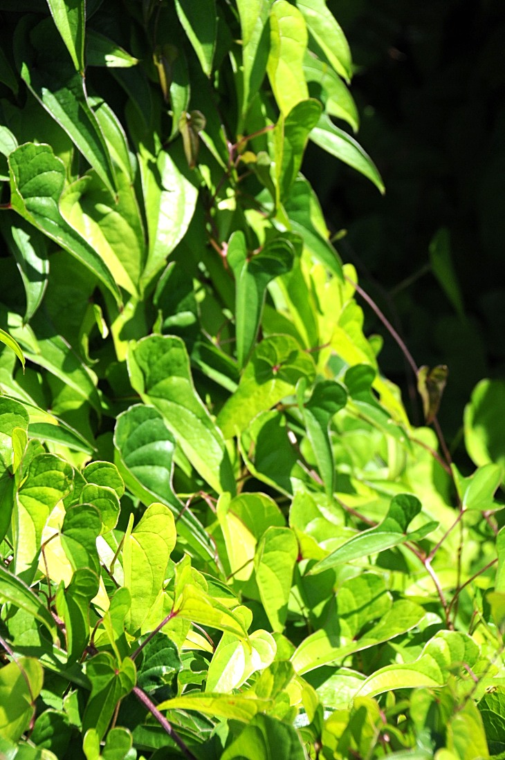 2016-7-25canadaherb 3693_01.JPG