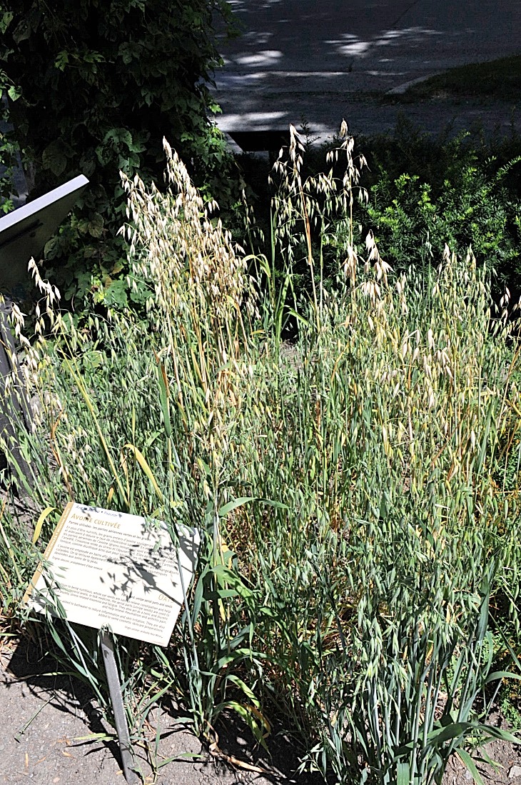2016-7-25canadaherb 3780_01.JPG