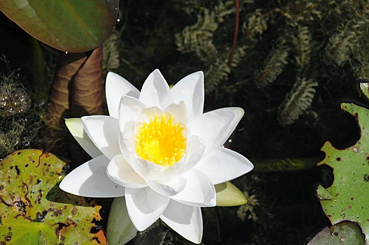 2016-7-25canadaherb 4243_01.JPG