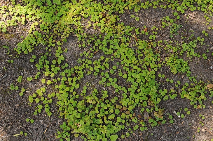 2016-7-25canadaherb 3900_01.JPG