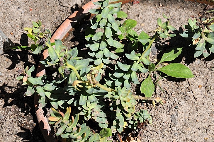 2016-7-25canadaherb 3839_01.JPG