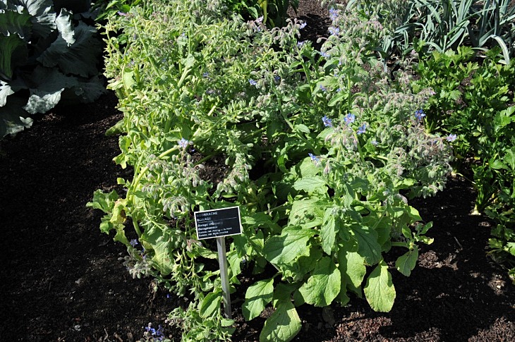 2016-7-25canadaherb 2945_01.JPG