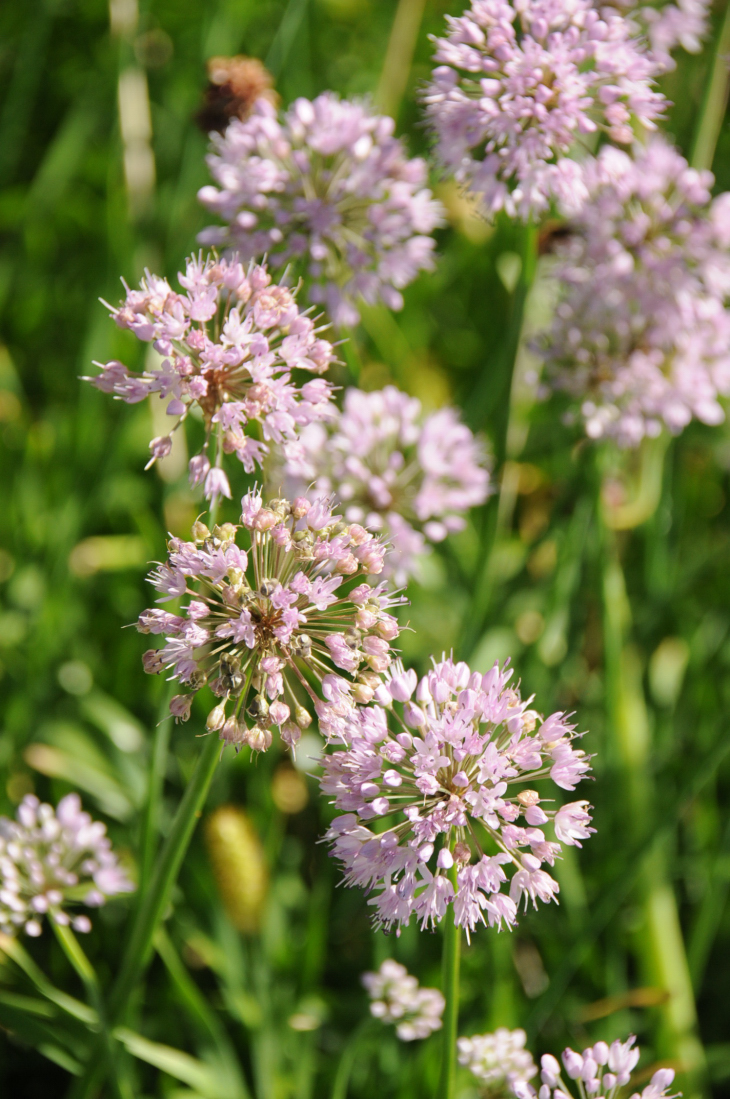 2016-7-25canadaherb 3123_01.JPG
