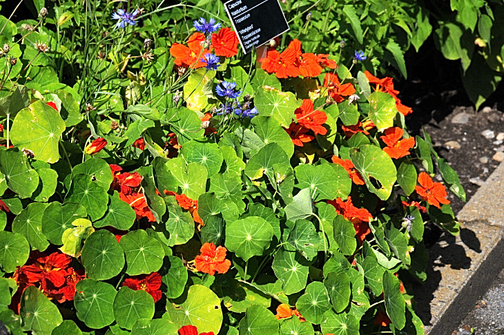 2016-7-25canadaherb 2919_01.JPG