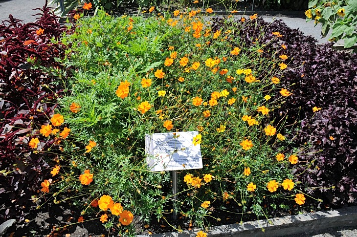 2016-7-25canadaherb 3536_01.JPG