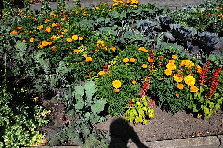 2016-7-25canadaherb 3244_01.JPG