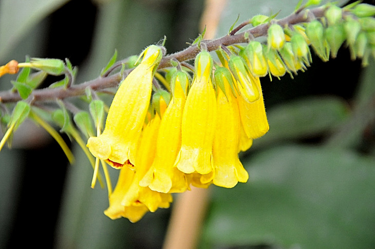 2016-7-25canadaherb 4301_01.JPG