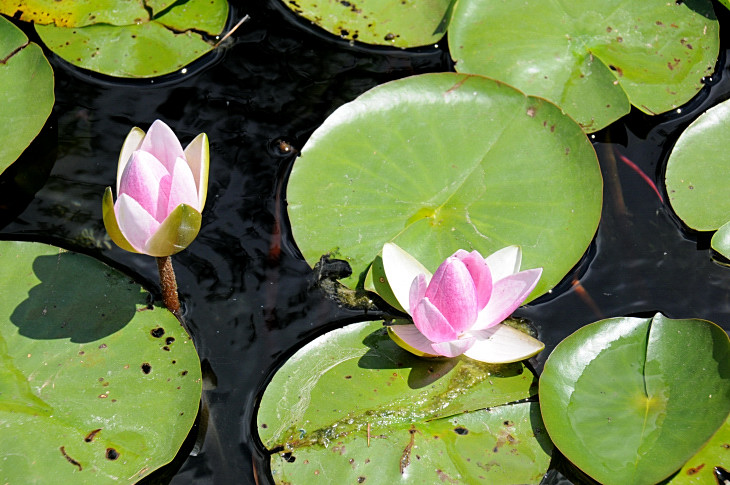 2016-7-25canadaherb 4231_01.JPG
