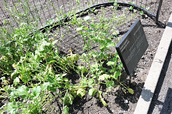 2016-7-25canadaherb 3476_01.JPG