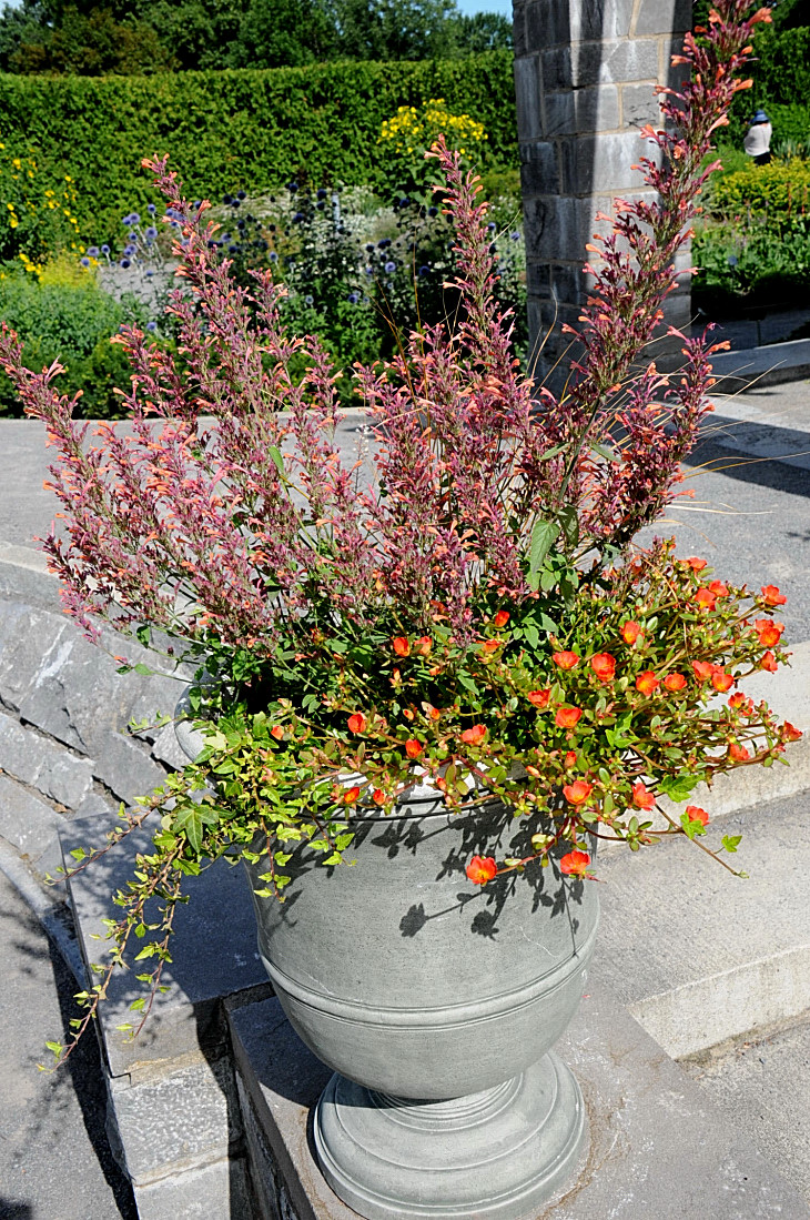 2016-7-25canadaherb 2893_01.JPG