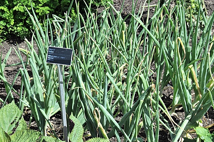 2016-7-25canadaherb 2980_01.JPG