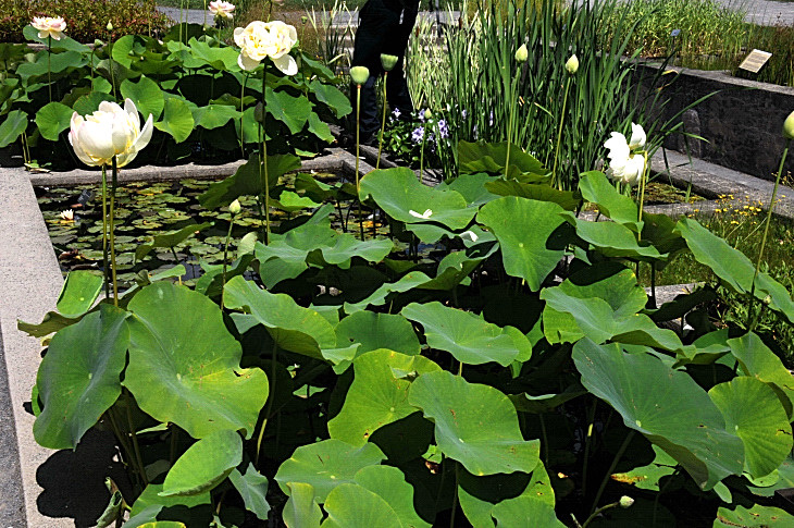 2016-7-25canadaherb 4234_01.JPG