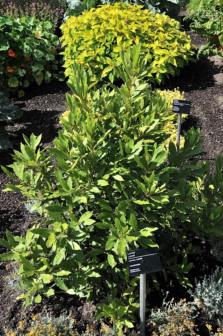 2016-7-25canadaherb 2954_01.JPG