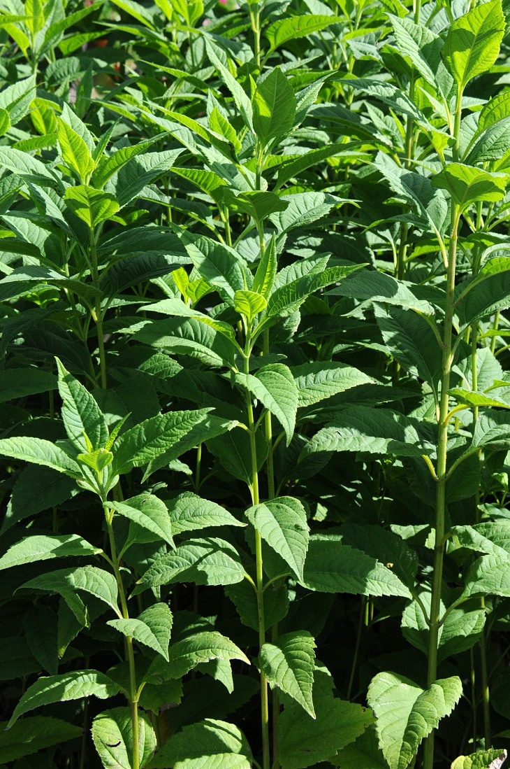2016-7-25canadaherb 2960_01.JPG