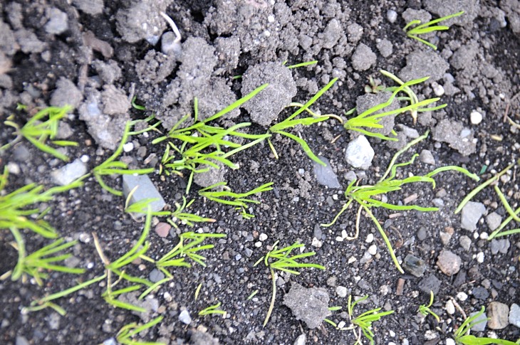 2016-7-25canadaherb 3448_01.JPG