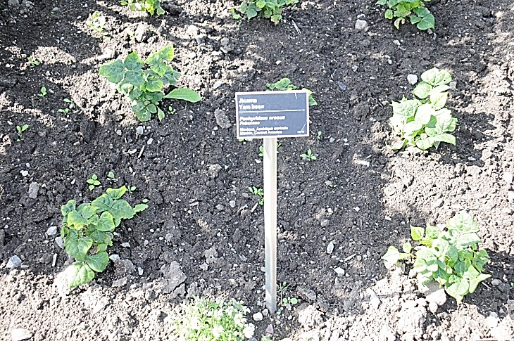 2016-7-25canadaherb 2927_01.JPG