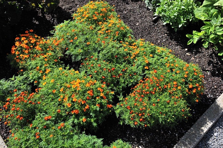 2016-7-25canadaherb 2969_01.JPG