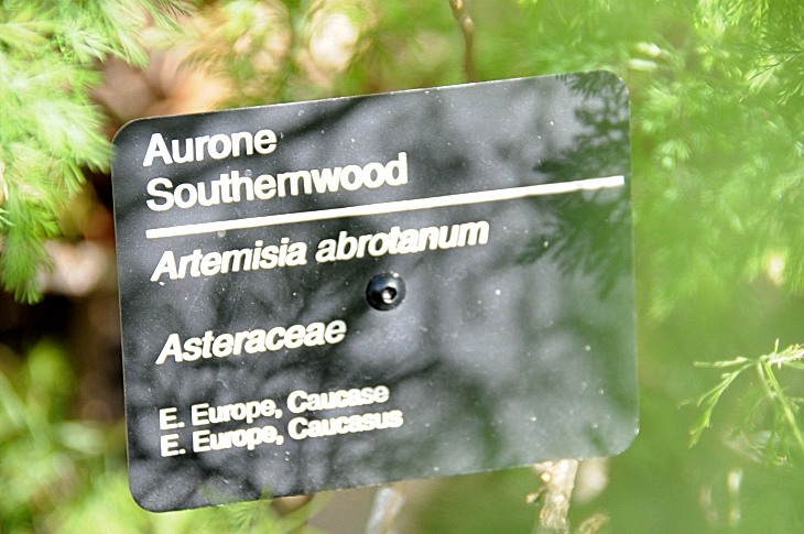 2016-7-25canadaherb 3957_01.JPG