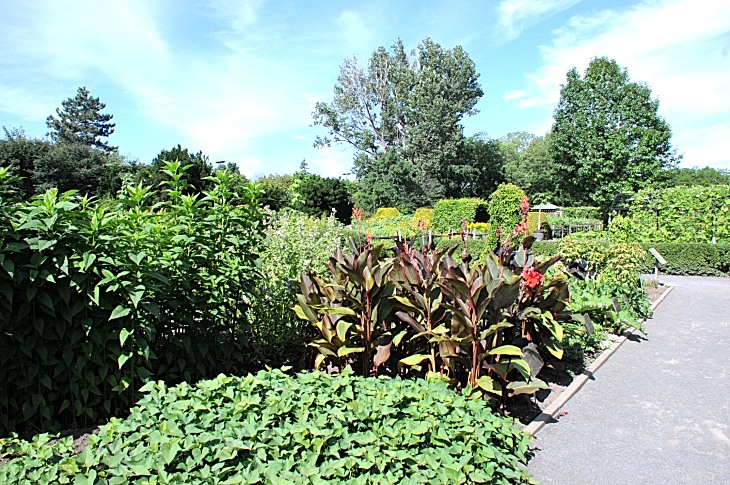 2016-7-25canadaherb 2936_01.JPG