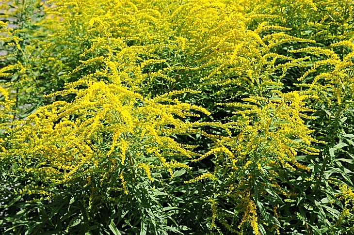 2016-7-25canadaherb 3553_01.JPG