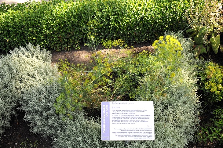 2016-7-25canadaherb 3140_01.JPG