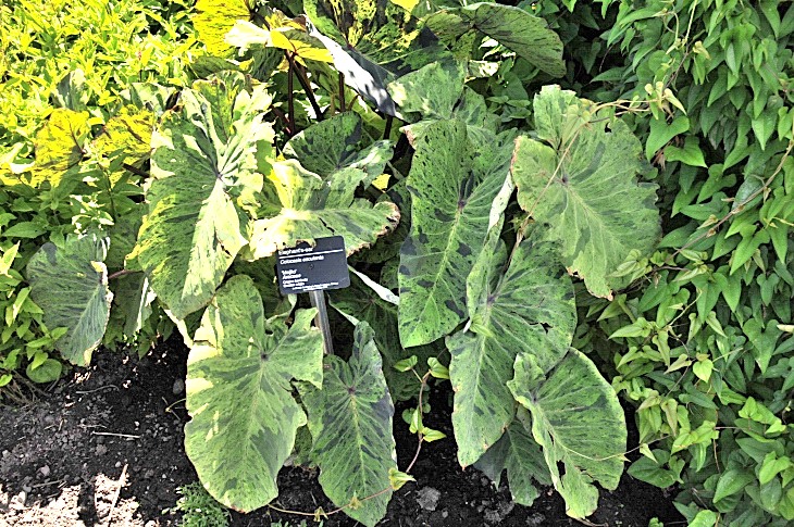 2016-7-25canadaherb 3689_01.JPG