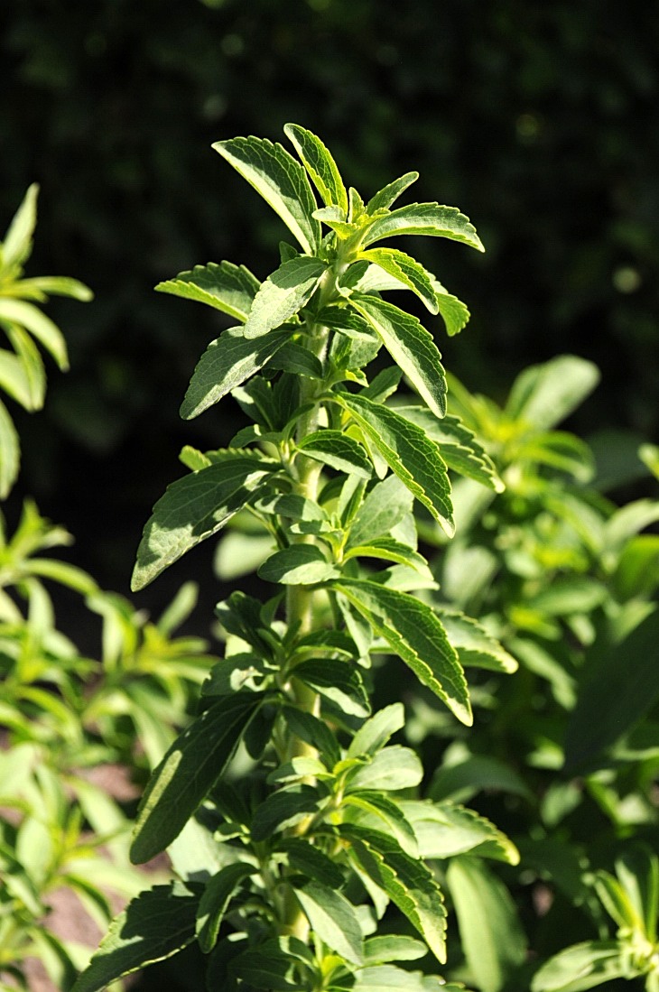 2016-7-25canadaherb 3089_01.JPG