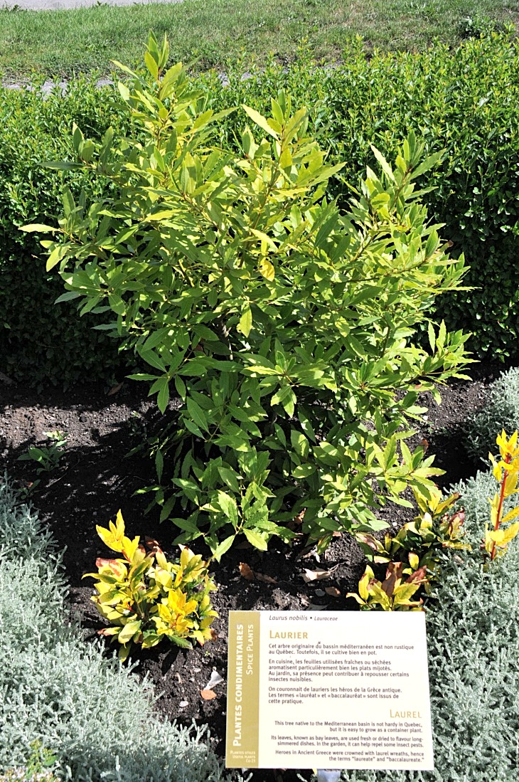 2016-7-25canadaherb 3033_01.JPG