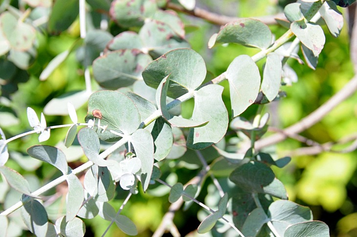 2016-7-25canadaherb 3392_01.JPG