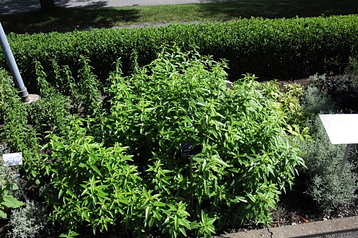 2016-7-25canadaherb 3085_01.JPG
