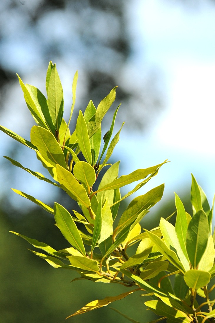 2016-7-25canadaherb 3120_01.JPG