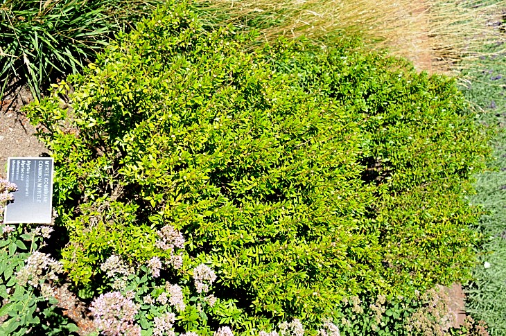 2016-7-25canadaherb 3342_01.JPG