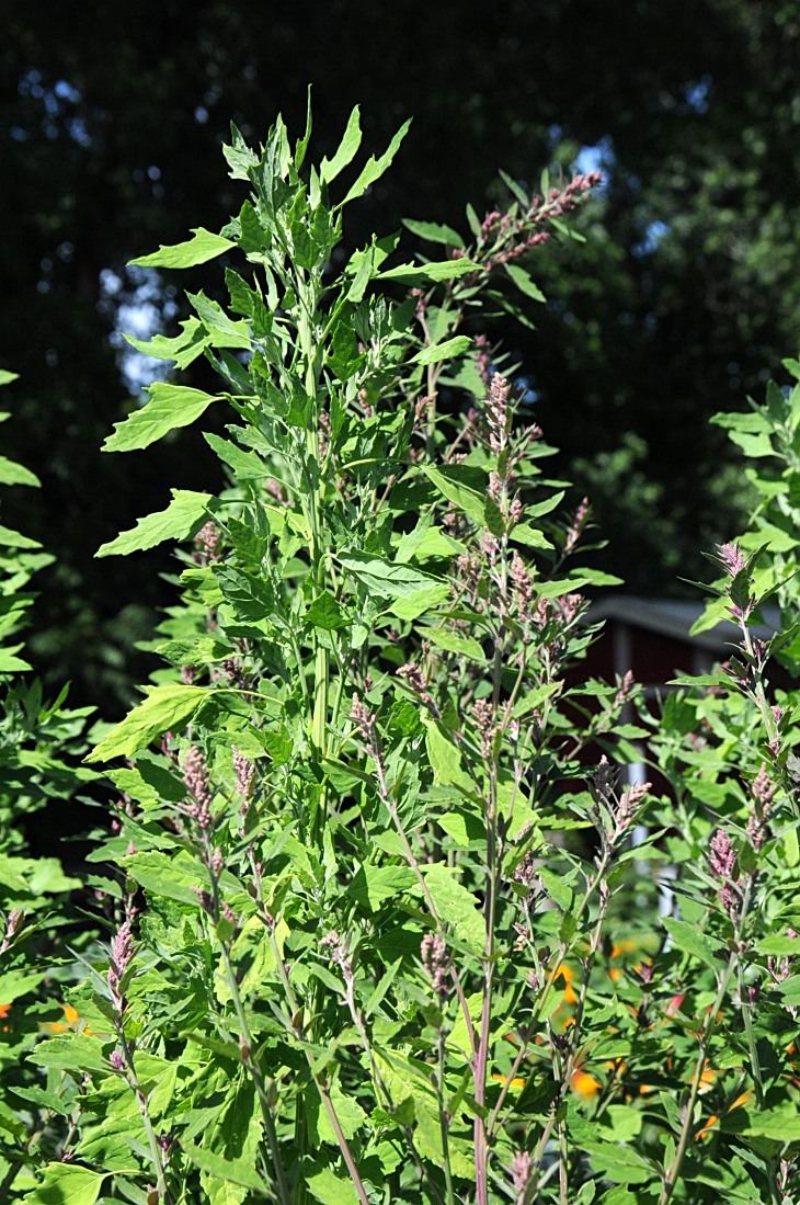 2016-7-25canadaherb 3259_01.JPG