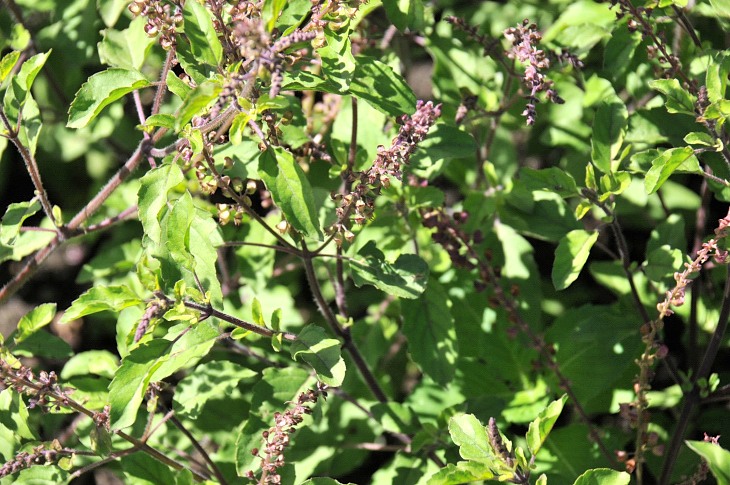 2016-7-25canadaherb 3305_01.JPG