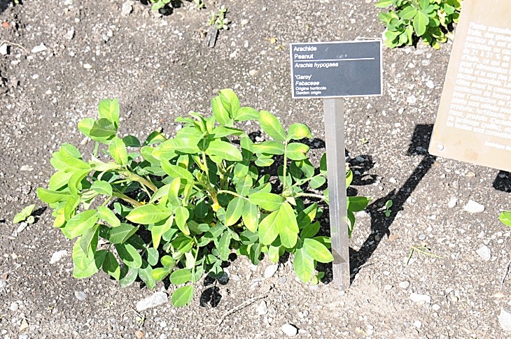 2016-7-25canadaherb 3502_01.JPG