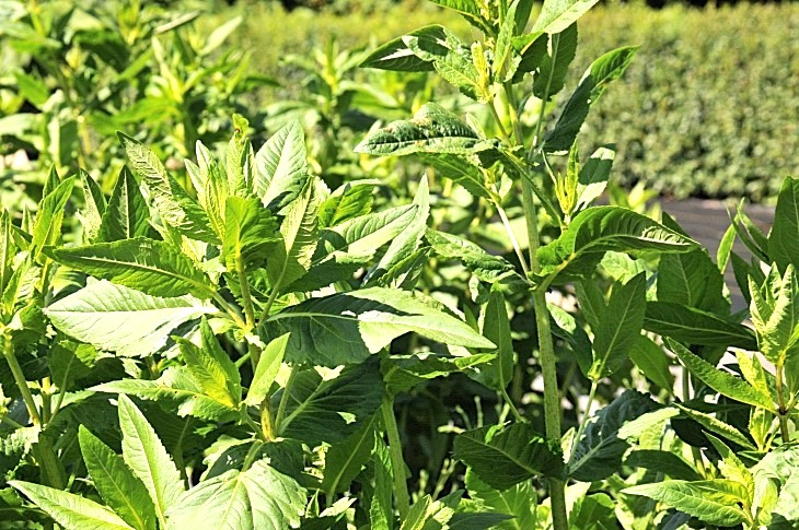 2016-7-25canadaherb 3280_01.JPG