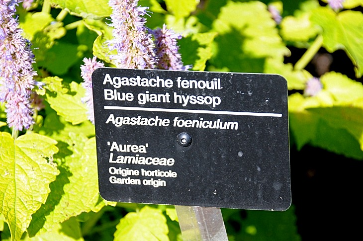 2016-7-25canadaherb 3346_01.JPG
