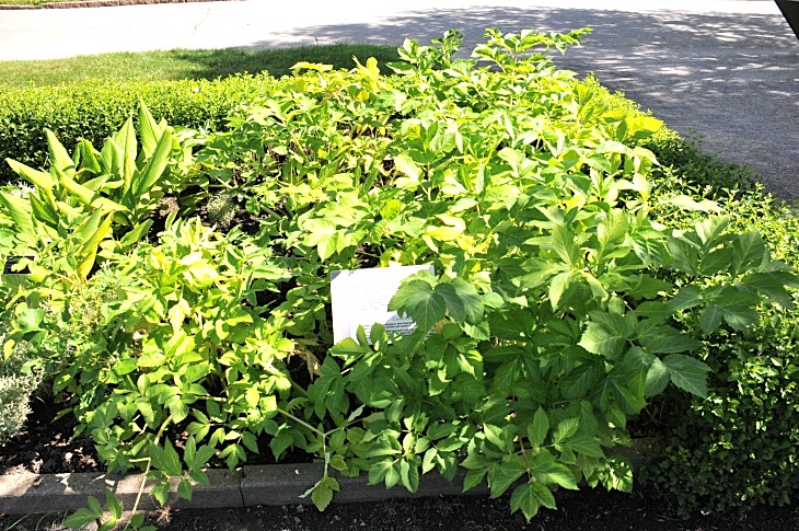 2016-7-25canadaherb 3098_01.JPG