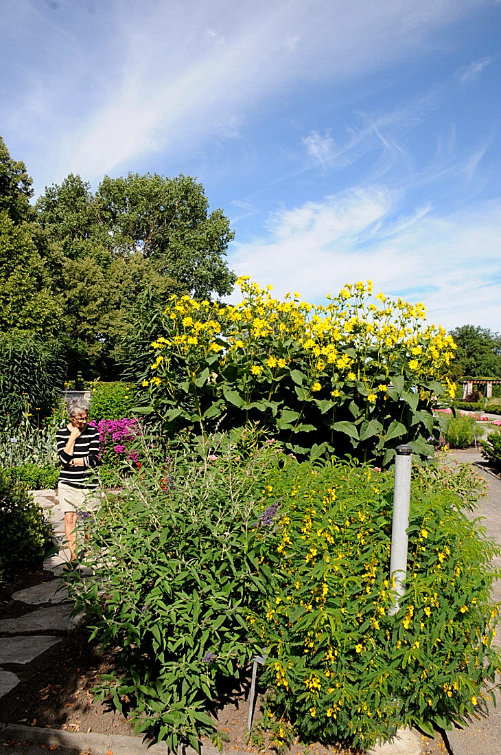 2016-7-25canadaherb 2881_01.JPG