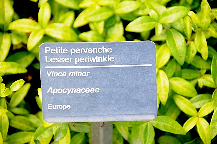 2016-7-25canadaherb 3917_01.JPG